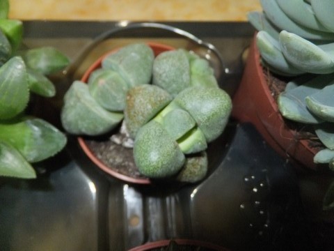 Name:  DSCF1212.jpg
Views: 398
Size:  58.4 KB