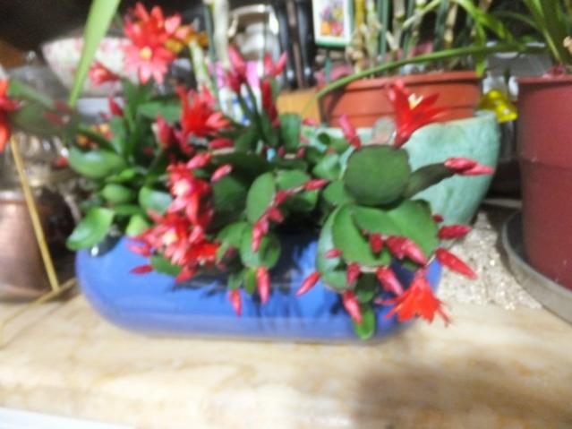 Name:  DSCF1259.jpg
Views: 402
Size:  37.8 KB