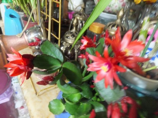 Name:  DSCF1260.jpg
Views: 384
Size:  47.5 KB