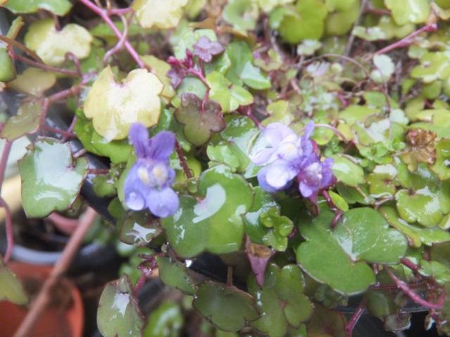 Name:  DSCF1271.jpg
Views: 398
Size:  48.2 KB