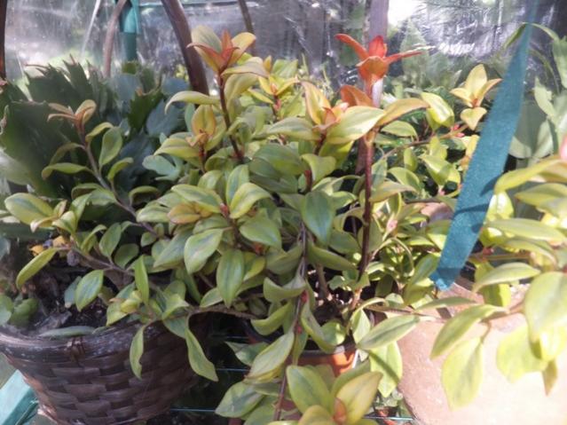 Name:  DSCF1286.jpg
Views: 411
Size:  56.3 KB
