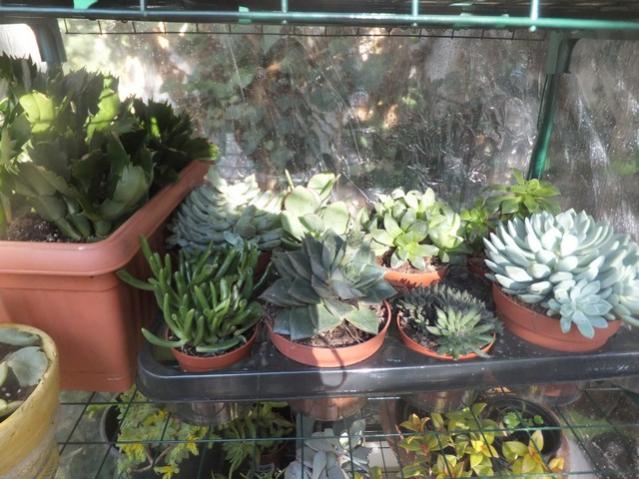 Name:  DSCF1289.jpg
Views: 387
Size:  57.3 KB