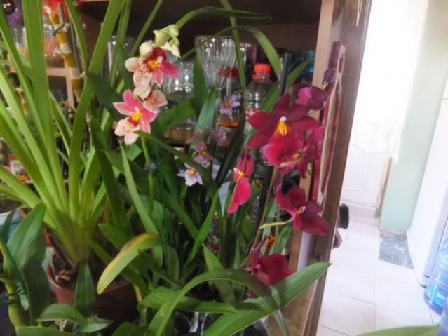 Name:  DSCF1318.jpg
Views: 393
Size:  43.4 KB