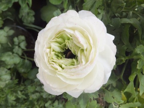Name:  DSCF1341.jpg
Views: 334
Size:  63.3 KB