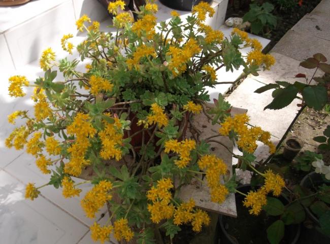 Name:  DSCF2654.jpg
Views: 1075
Size:  61.4 KB