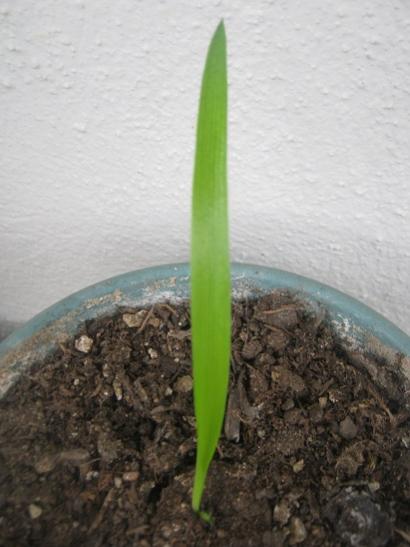 Name:  o. arabicum.jpg
Views: 1418
Size:  31.1 KB