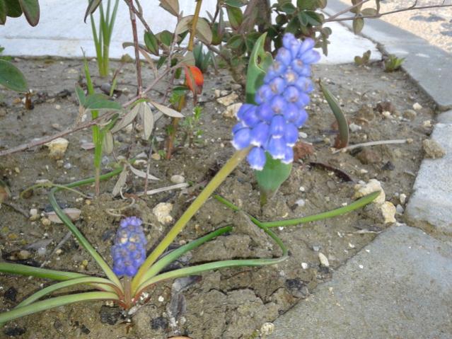 Name:  20130329_064209.jpg
Views: 508
Size:  63.0 KB