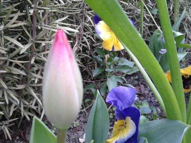 Name:  20130329_064923.jpg
Views: 490
Size:  58.3 KB