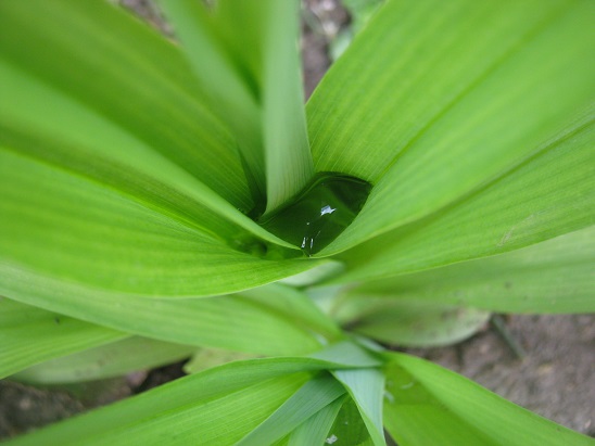 Name:  hemoracallis 1.jpg
Views: 1026
Size:  63.8 KB