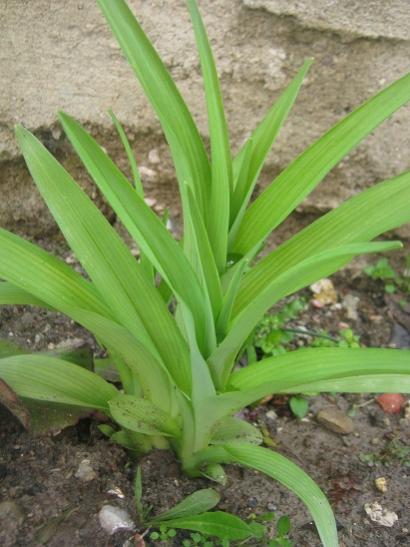 Name:  hemoracallis.jpg
Views: 1098
Size:  39.4 KB
