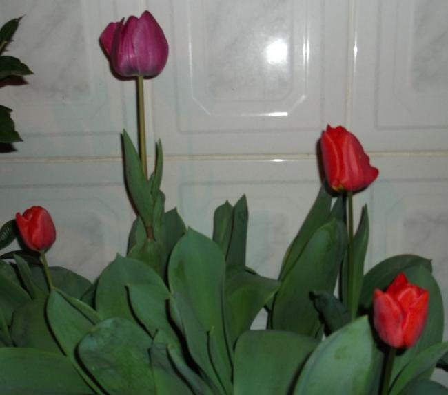 Name:  DSCF2664.jpg
Views: 961
Size:  28.8 KB