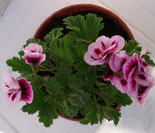 Name:  DSCF2678.jpg
Views: 955
Size:  45.3 KB