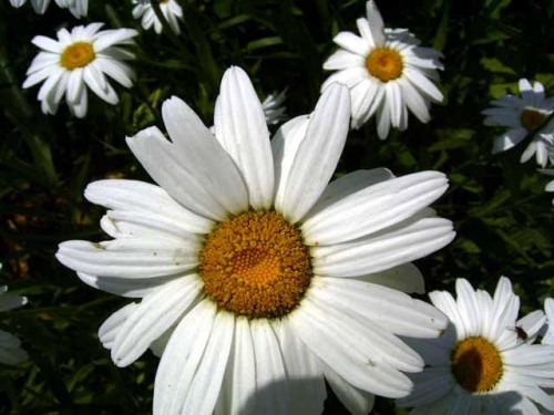 Name:  chrysanthemum_maximum-1.jpeg
Views: 751
Size:  51.4 KB