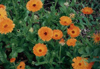 Name:  ringelblume-1.jpeg
Views: 627
Size:  16.1 KB