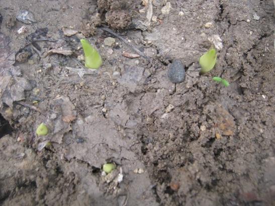 Name:  hosta.jpg
Views: 1292
Size:  49.1 KB