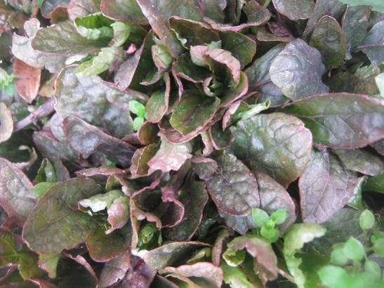 Name:  ajuga reptans.jpg
Views: 1329
Size:  47.9 KB