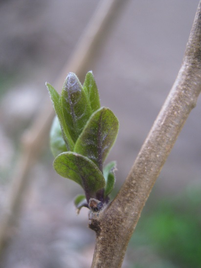 Name:  solanum dulcamara.jpg
Views: 1246
Size:  69.0 KB