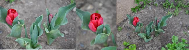 Name:  lale1.jpg
Views: 492
Size:  23.5 KB