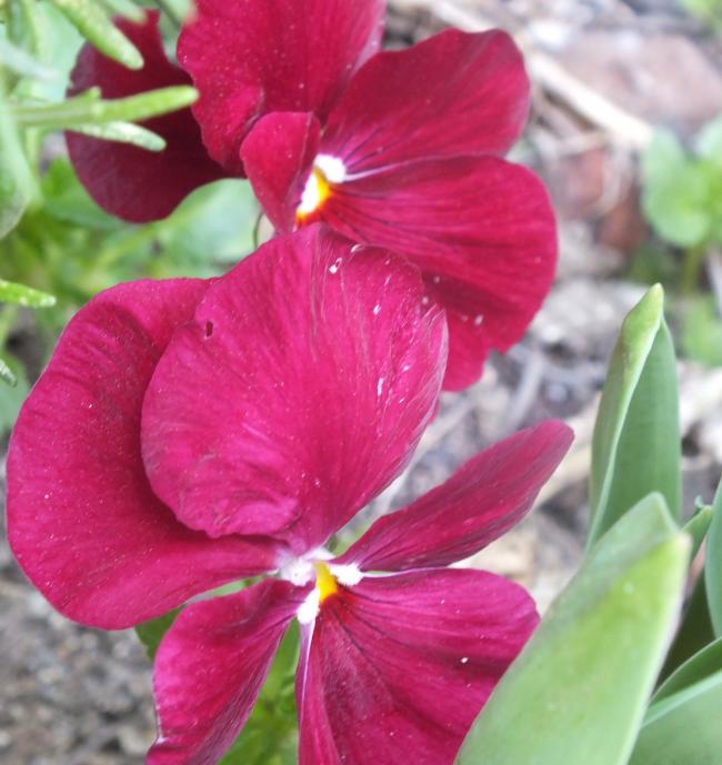 Name:  DSCF0144.jpg
Views: 583
Size:  53.1 KB