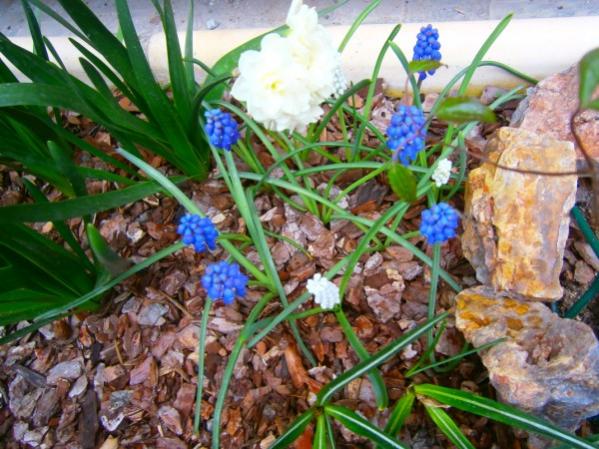Name:  muscari.jpg
Views: 763
Size:  61.0 KB