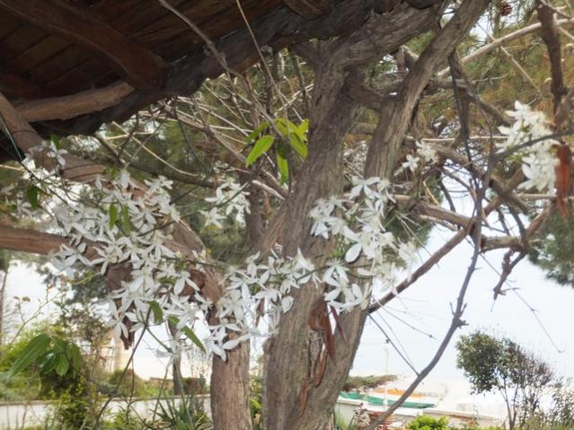Name:  DSCF2774.jpg
Views: 323
Size:  66.4 KB