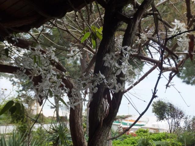 Name:  DSCF2775.jpg
Views: 297
Size:  66.6 KB