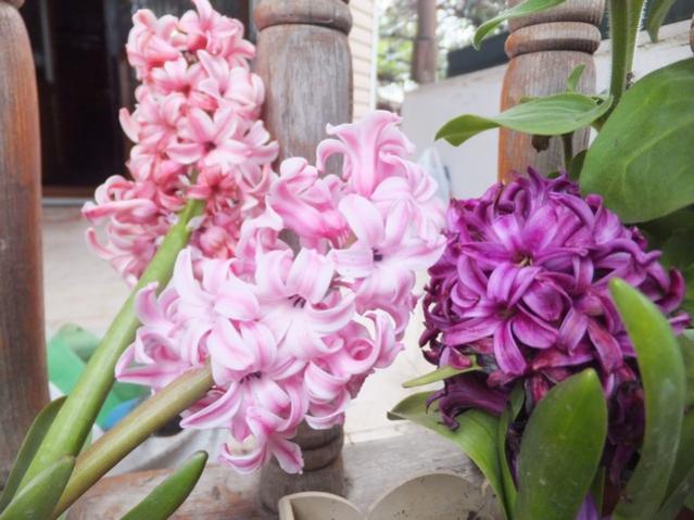 Name:  DSCF2786.jpg
Views: 296
Size:  48.6 KB