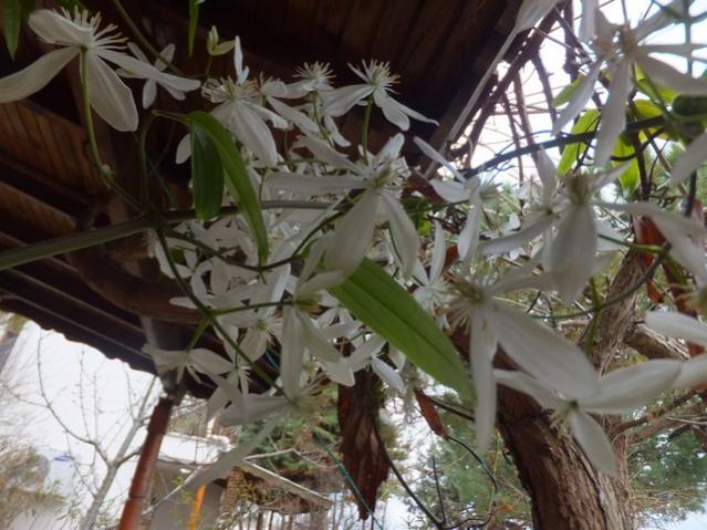 Name:  DSCF2795.jpg
Views: 326
Size:  55.3 KB