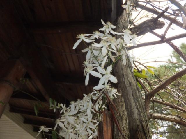 Name:  DSCF2796.jpg
Views: 351
Size:  46.6 KB