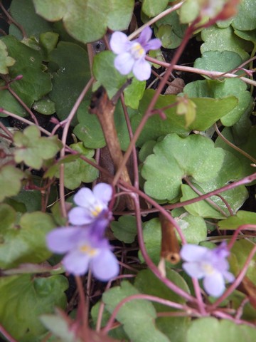Name:  DSCF2816.jpg
Views: 269
Size:  58.1 KB