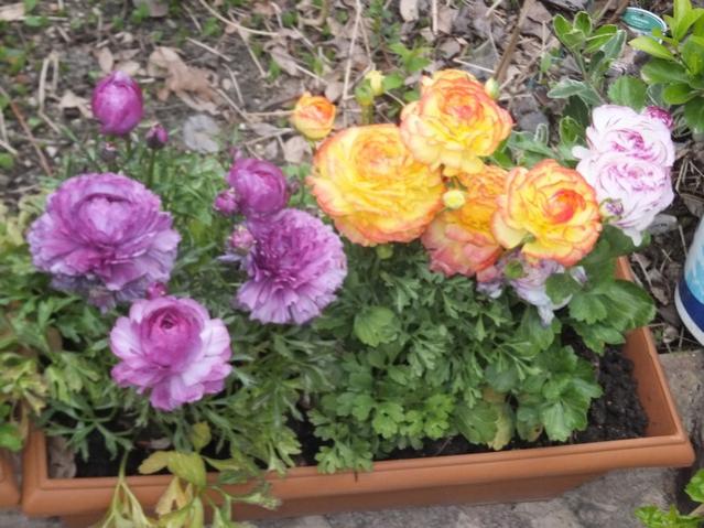 Name:  DSCF2830.jpg
Views: 317
Size:  60.0 KB