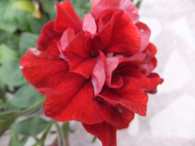 Name:  DSCF2861.jpg
Views: 283
Size:  53.4 KB