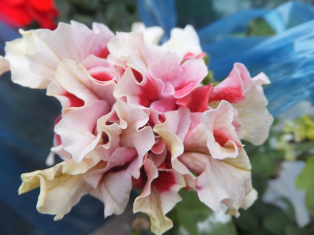 Name:  DSCF2862.jpg
Views: 284
Size:  67.1 KB