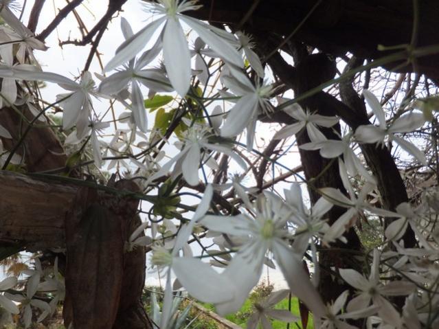 Name:  DSCF2881.jpg
Views: 285
Size:  57.0 KB
