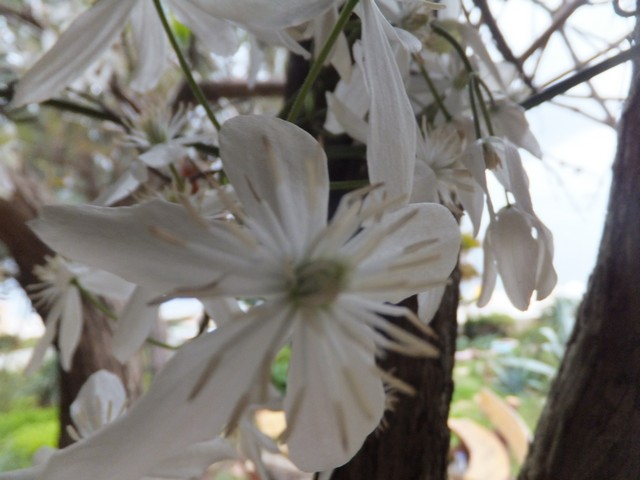 Name:  DSCF2883.jpg
Views: 280
Size:  67.5 KB