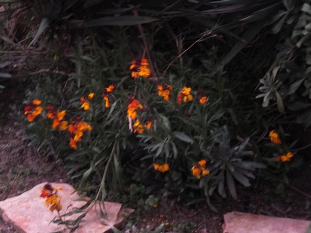 Name:  DSCF2913.jpg
Views: 248
Size:  40.4 KB
