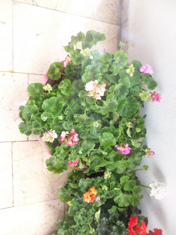 Name:  DSCF2943.jpg
Views: 398
Size:  62.2 KB