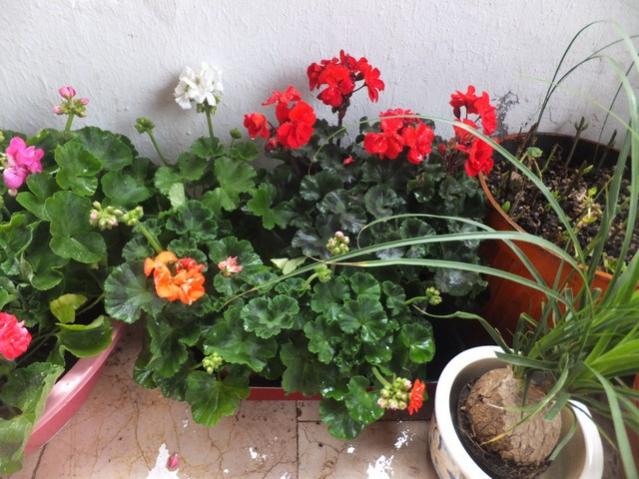 Name:  DSCF2945.jpg
Views: 386
Size:  57.6 KB