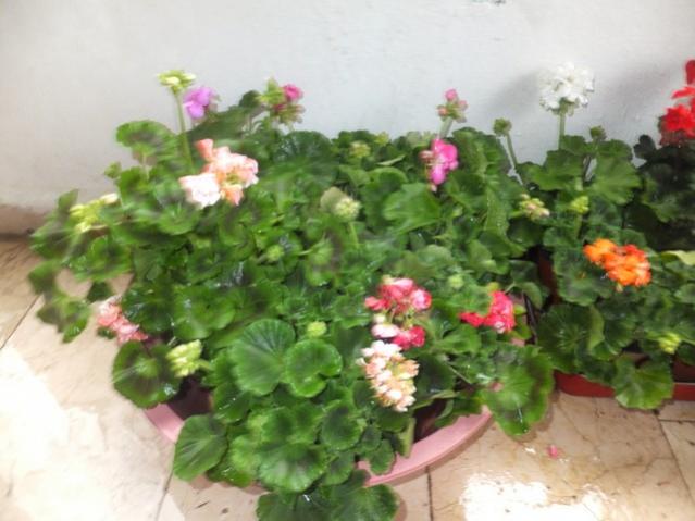 Name:  DSCF2946.jpg
Views: 377
Size:  42.8 KB