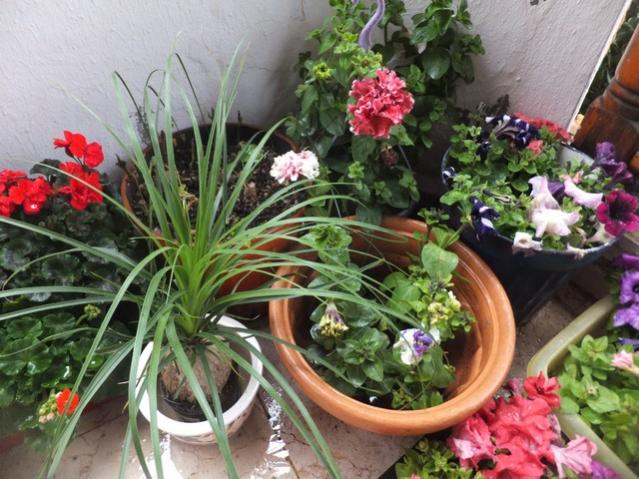 Name:  DSCF2947.jpg
Views: 378
Size:  63.9 KB