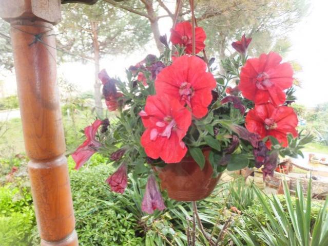 Name:  DSCF2957.jpg
Views: 376
Size:  59.9 KB