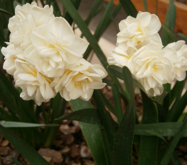 Name:  nergis (600 x 530).jpg
Views: 1289
Size:  57.1 KB