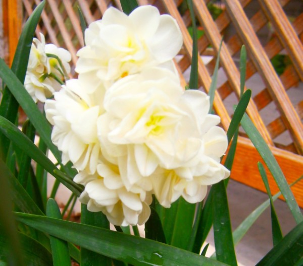 Name:  nergis2 (600 x 528).jpg
Views: 2265
Size:  68.9 KB