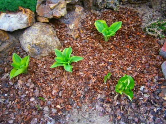 Name:  hosta (600 x 450).jpg
Views: 778
Size:  71.4 KB