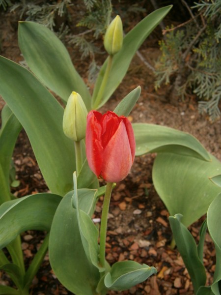 Name:  P4040723 (450 x 600).jpg
Views: 675
Size:  60.8 KB