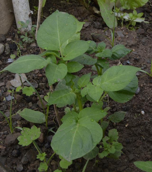 Name:  patates.jpg
Views: 623
Size:  69.6 KB