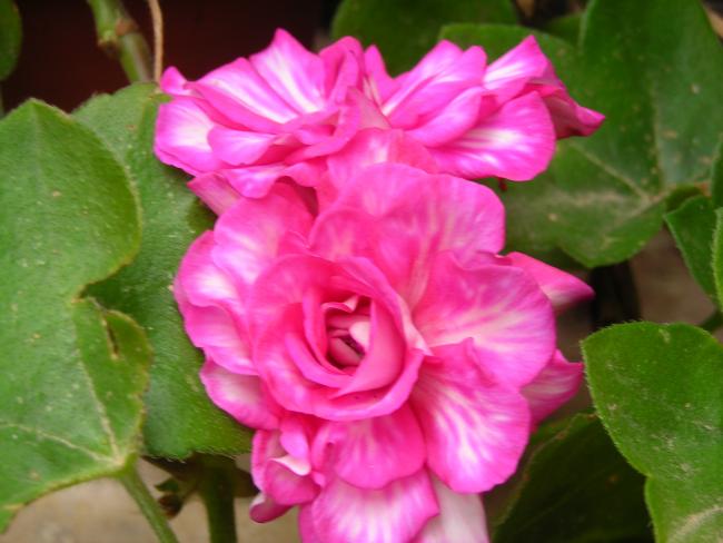 Name:  DSCN8312.jpg
Views: 503
Size:  40.6 KB