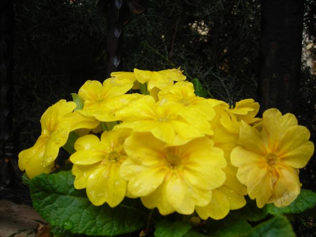 Name:  DSCN8109.jpg
Views: 478
Size:  38.5 KB