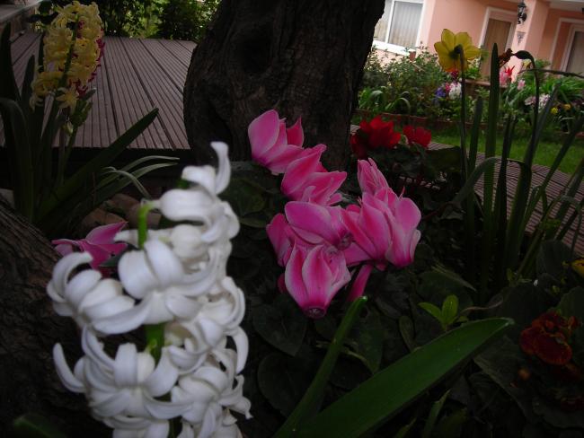 Name:  DSCN8426.jpg
Views: 507
Size:  44.9 KB