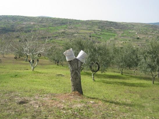 Name:  yal ceviz.jpg
Views: 1276
Size:  43.1 KB
